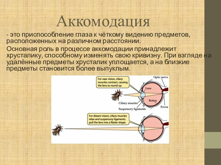 Аккомодация - это приспособление глаза к чёткому видению предметов, расположенных на различном