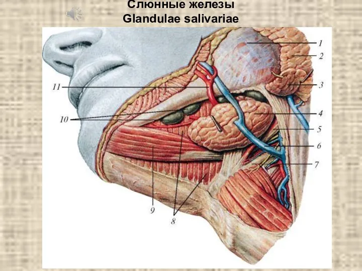 Слюнные железы Glandulae salivariae