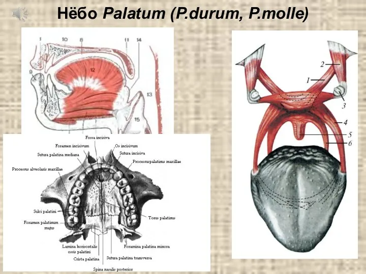 Нёбо Palatum (P.durum, P.molle)
