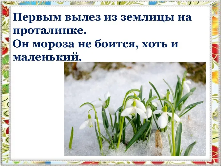 Первым вылез из землицы на проталинке. Он мороза не боится, хоть и маленький.