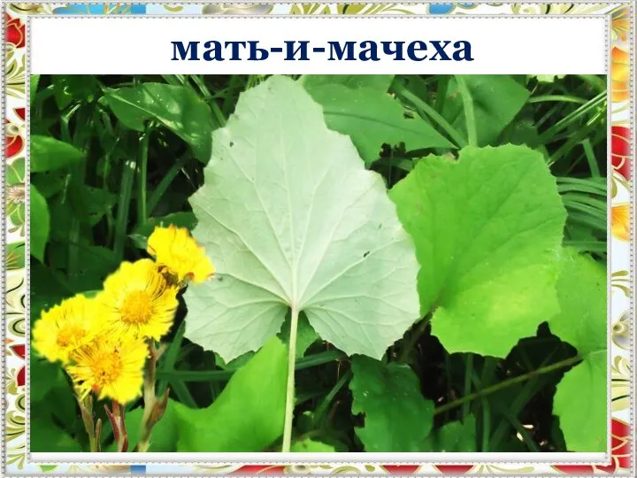 мать-и-мачеха