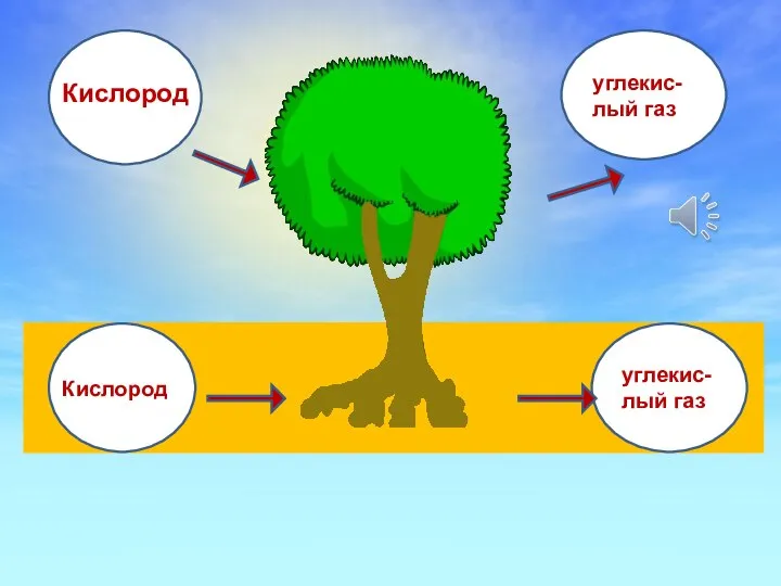 углекис-лый газ углекис-лый газ Кислород Кислород