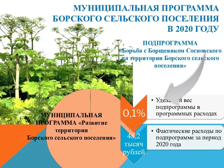 МУНИЦИПАЛЬНАЯ ПРОГРАММА БОРСКОГО СЕЛЬСКОГО ПОСЕЛЕНИЯ В 2020 ГОДУ ПОДПРОГРАММА «Борьба с Борщевиком