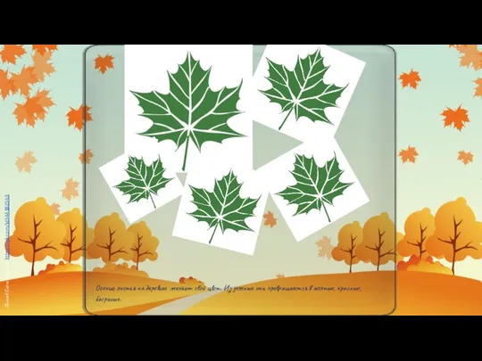 Осенью листья на деревьях меняют свой цвет. Из зеленых они превращаются в