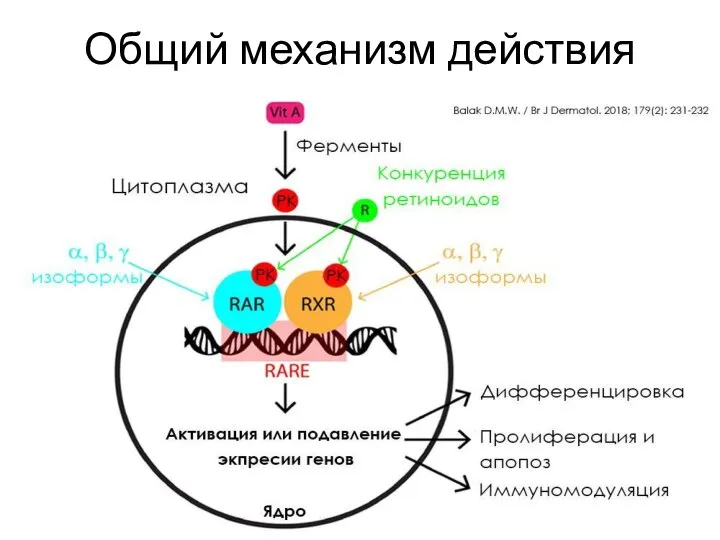 Общий механизм действия