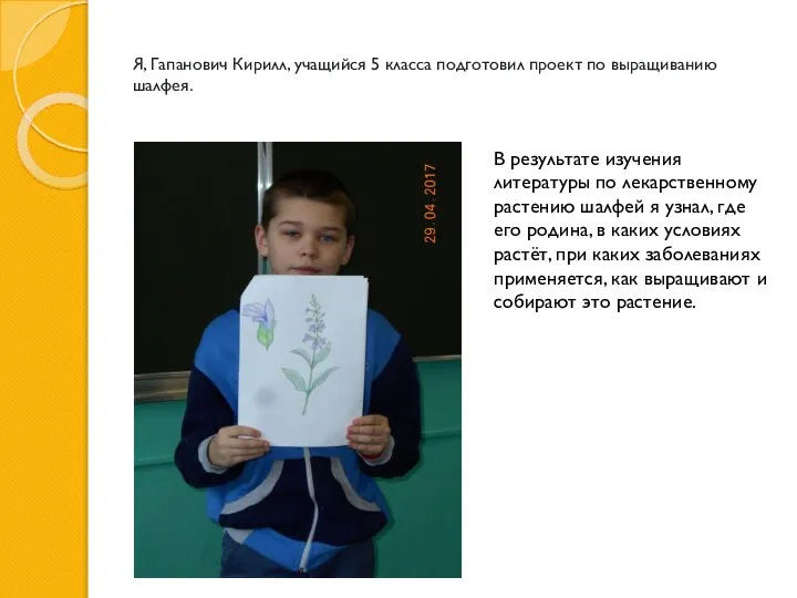 Я, Гапанович Кирилл, учащийся 5 класса подготовил проект по выращиванию шалфея. В