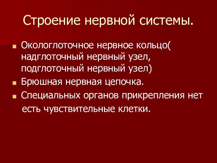 Строение нервной системы. Окологлоточное нервное кольцо( надглоточный нервный узел, подглоточный нервный узел)