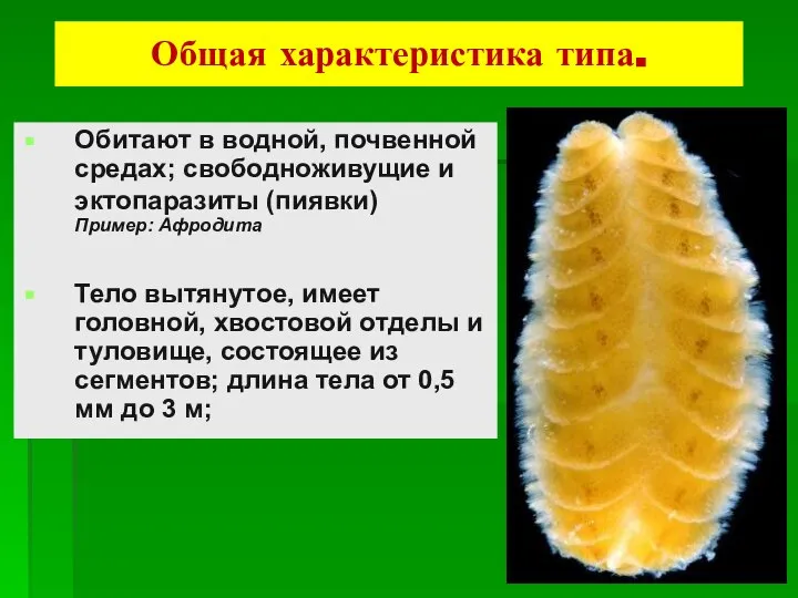 Обитают в водной, почвенной средах; свободноживущие и эктопаразиты (пиявки) Пример: Афродита Тело