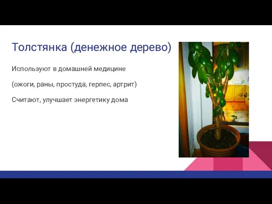 Толстянка (денежное дерево) Используют в домашней медицине (ожоги, раны, простуда, герпес, артрит) Считают, улучшает энергетику дома