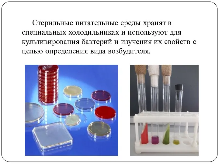 Стерильные питательные среды хранят в специальных холодильниках и используют для культивирования бактерий