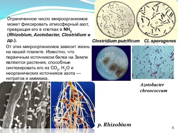 Ограниченное число микроорганизмов может фиксировать атмосферный азот, превращая его в клетках в