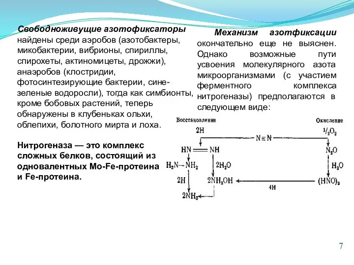 Свободноживущие азотофиксаторы найдены среди аэробов (азотобактеры, микобактерии, вибрионы, спириллы, спирохеты, актиномицеты, дрожжи),