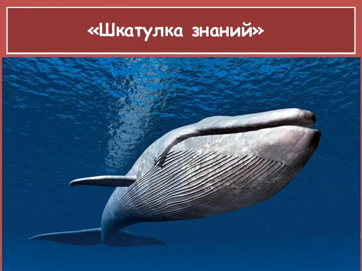 «Шкатулка знаний» Длина тела синего кита может достигать 33 метров, а масса