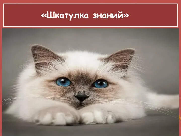 «Шкатулка знаний» Когда котята появляются на свет, их глаза и уши закрыты.
