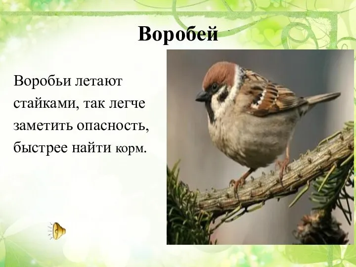 Воробей Воробьи летают стайками, так легче заметить опасность, быстрее найти корм.