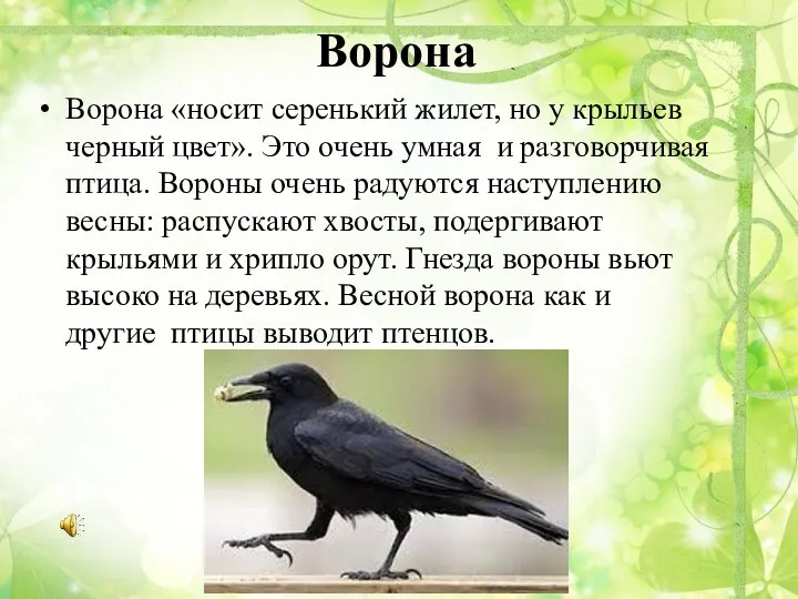 Ворона Ворона «носит серенький жилет, но у крыльев черный цвет». Это очень