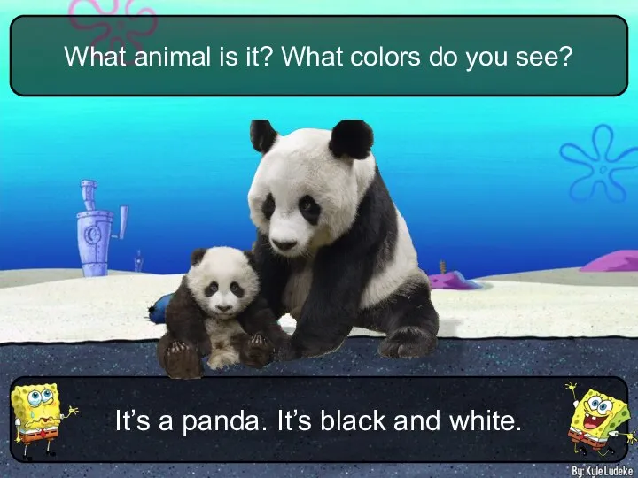 It’s a panda. It’s black and white. What animal is it? What colors do you see?