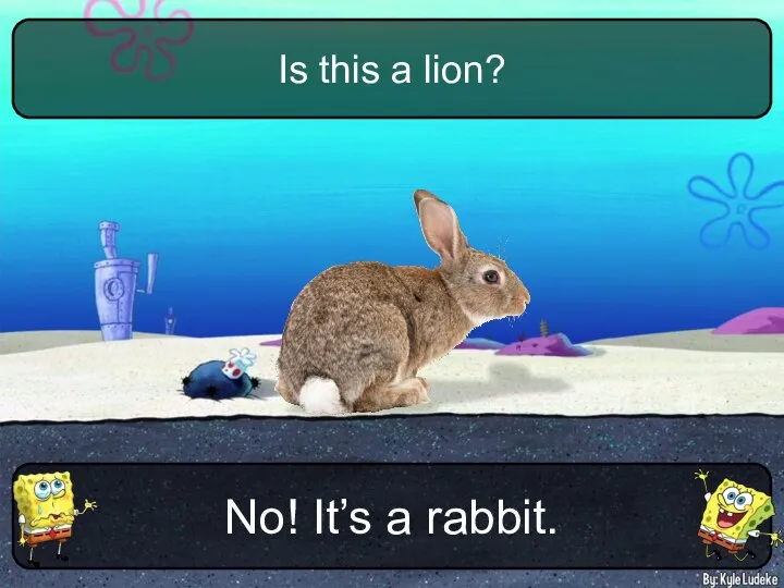 No! It’s a rabbit. Is this a lion?