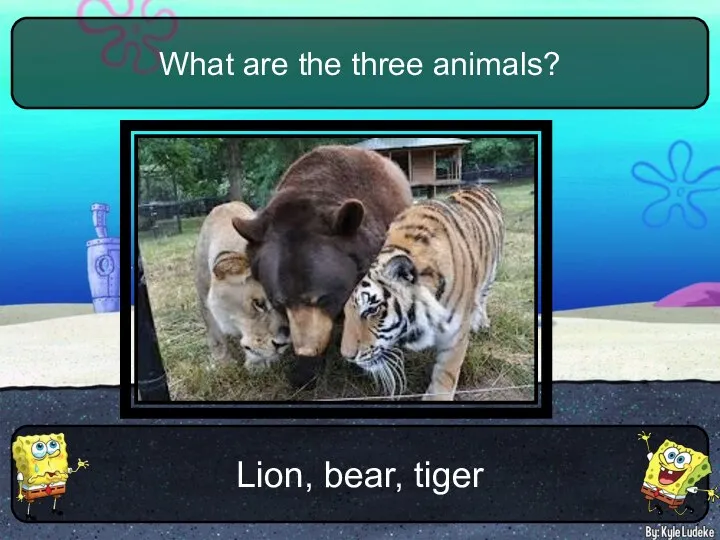 Lion, bear, tiger What are the three animals?