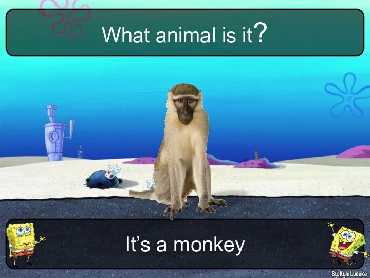 It’s a monkey What animal is it?
