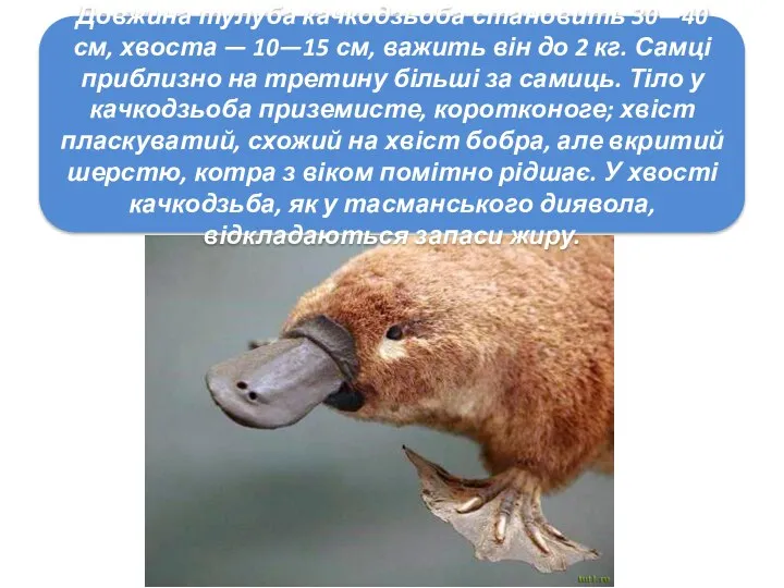 Довжина тулуба качкодзьоба становить 30—40 см, хвоста — 10—15 см, важить він