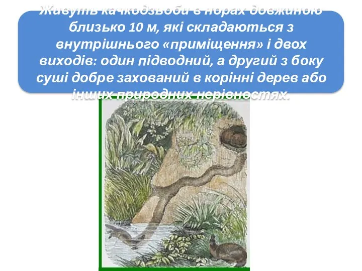 Живуть качкодзьоби в норах довжиною близько 10 м, які складаються з внутрішнього