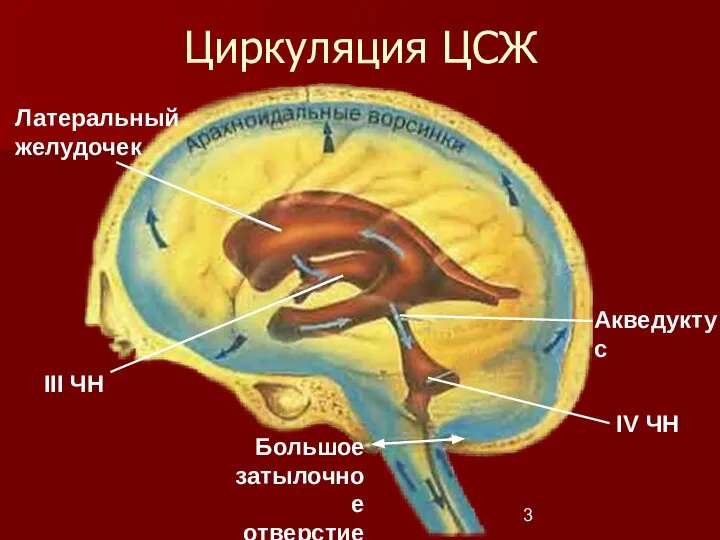 Циркуляция ЦСЖ Большое затылочное отверстие Акведуктус Латеральный желудочек III ЧН IV ЧН