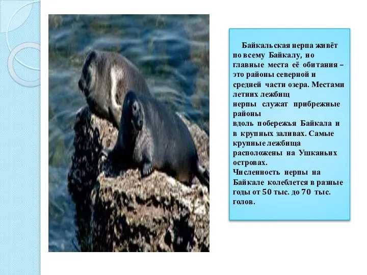 Байкальская нерпа живёт по всему Байкалу, но главные места её обитания –
