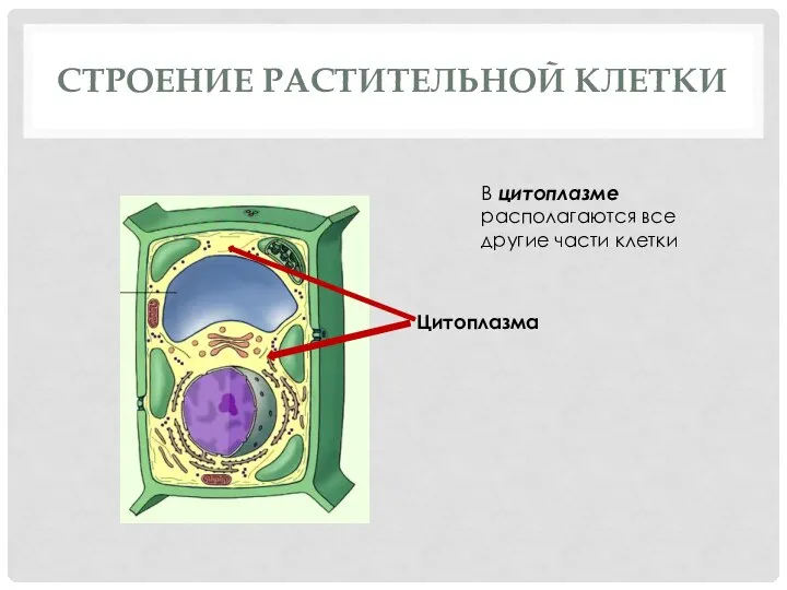 СТРОЕНИЕ РАСТИТЕЛЬНОЙ КЛЕТКИ Цитоплазма В цитоплазме располагаются все другие части клетки