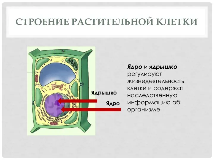 СТРОЕНИЕ РАСТИТЕЛЬНОЙ КЛЕТКИ Ядрышко Ядро Ядро и ядрышко регулируют жизнедеятельность клетки и