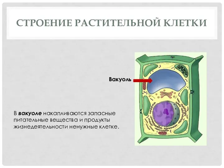 СТРОЕНИЕ РАСТИТЕЛЬНОЙ КЛЕТКИ Вакуоль В вакуоле накапливаются запасные питательные вещества и продукты жизнедеятельности ненужные клетке.