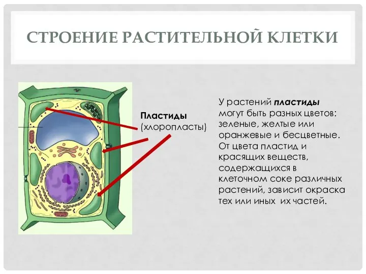 СТРОЕНИЕ РАСТИТЕЛЬНОЙ КЛЕТКИ Пластиды (хлоропласты) У растений пластиды могут быть разных цветов: