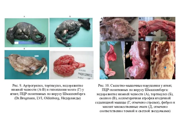 Рис. 10. Скелетно-мышечные нарушения у ягнят, ПЦР-позитивных по вирусу Шмалленберга: недоразвитие нижней