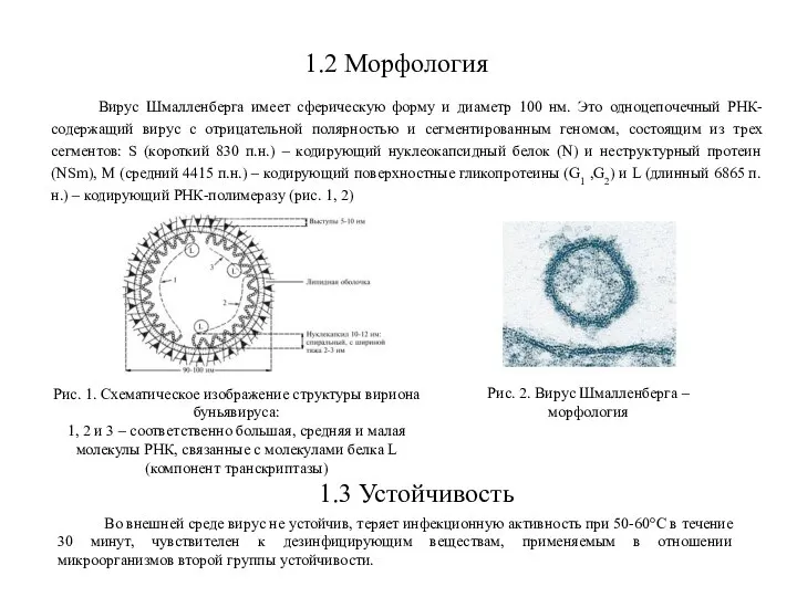 1.2 Морфология Вирус Шмалленберга имеет сферическую форму и диаметр 100 нм. Это