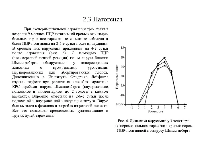 2.3 Патогенез При экспериментальном заражении трех телят в возрасте 9 месяцев ПЦР-позитивной