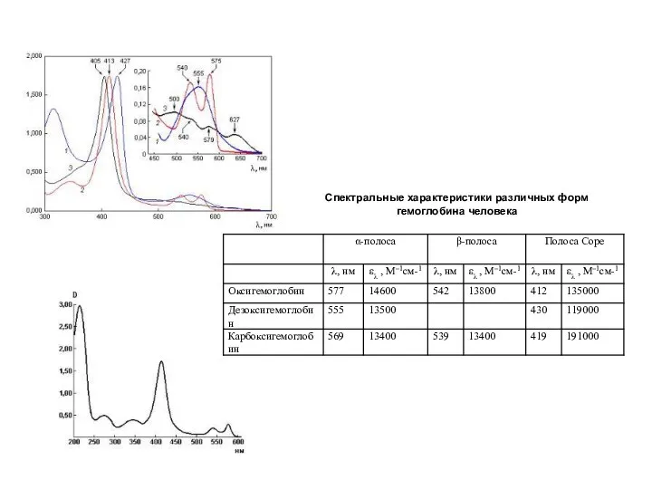 Спектральные характеристики различных форм гемоглобина человека