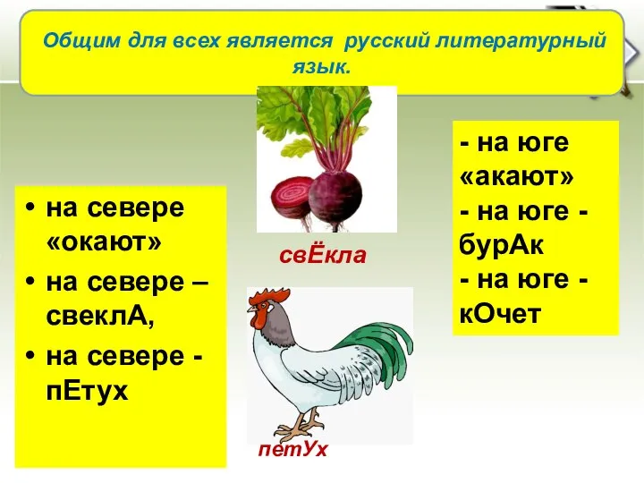 на севере «окают» на севере – свеклА, на севере - пЕтух Общим