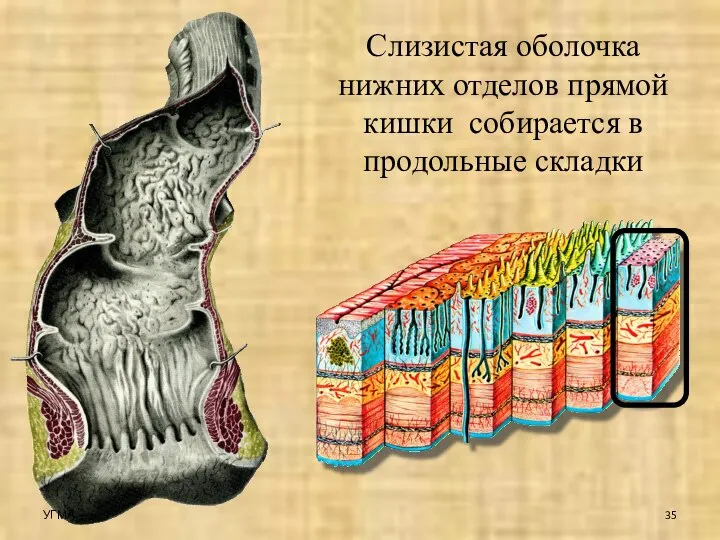 Слизистая оболочка нижних отделов прямой кишки собирается в продольные складки УГМА