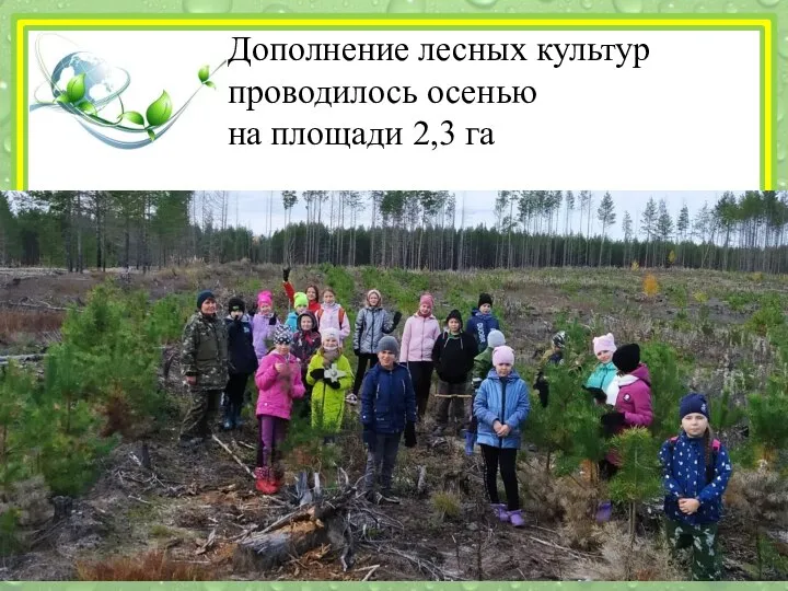 Дополнение лесных культур проводилось осенью на площади 2,3 га