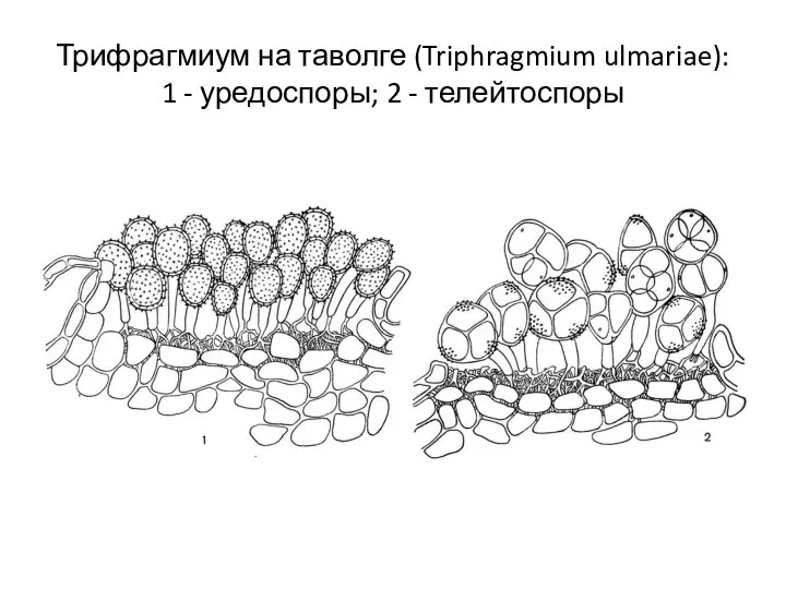 Трифрагмиум на таволге (Triphragmium ulmariae): 1 - уредоспоры; 2 - телейтоспоры