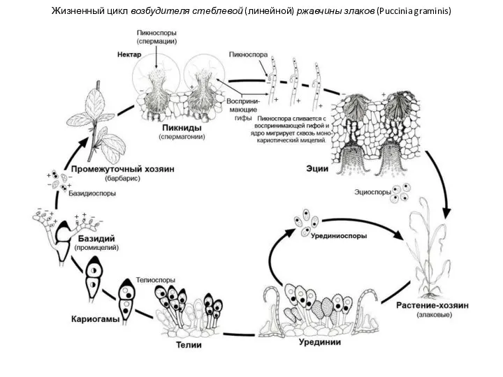 Жизненный цикл возбудителя стеблевой (линейной) ржавчины злаков (Puccinia graminis)