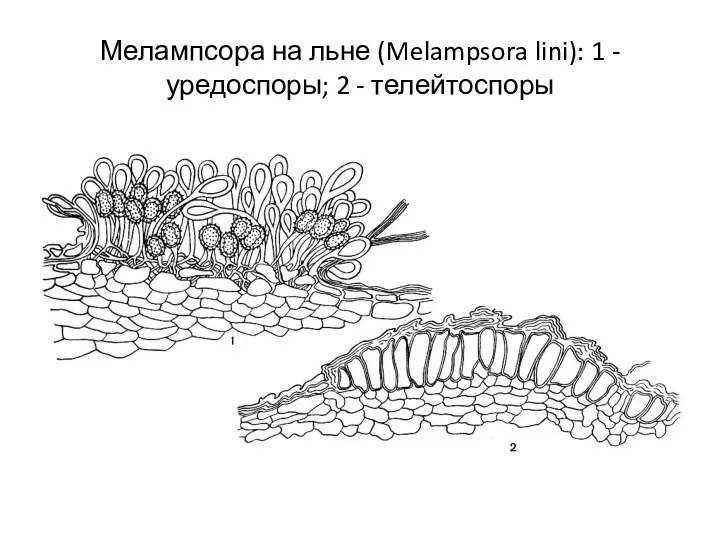 Мелампсора на льне (Melampsora lini): 1 - уредоспоры; 2 - телейтоспоры