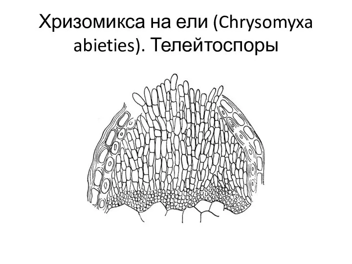 Хризомикса на ели (Chrysomyxa abieties). Телейтоспоры