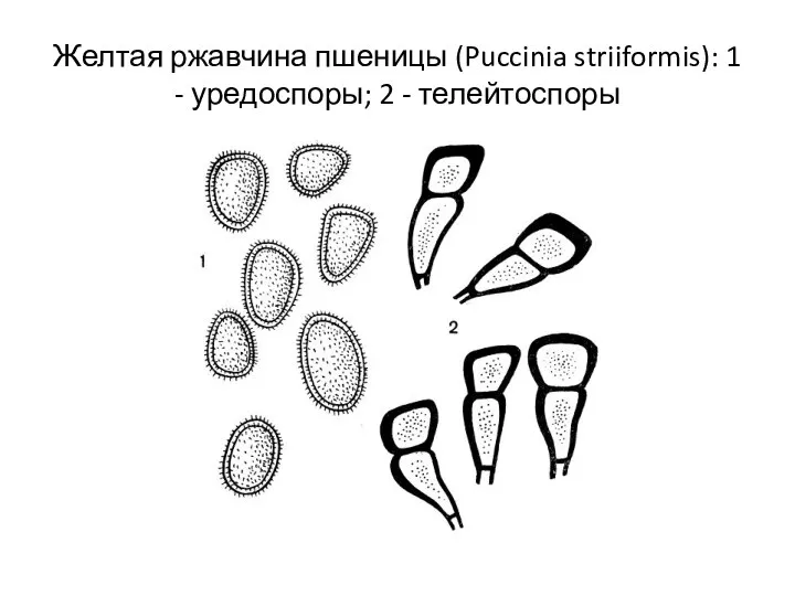 Желтая ржавчина пшеницы (Puccinia striiformis): 1 - уредоспоры; 2 - телейтоспоры