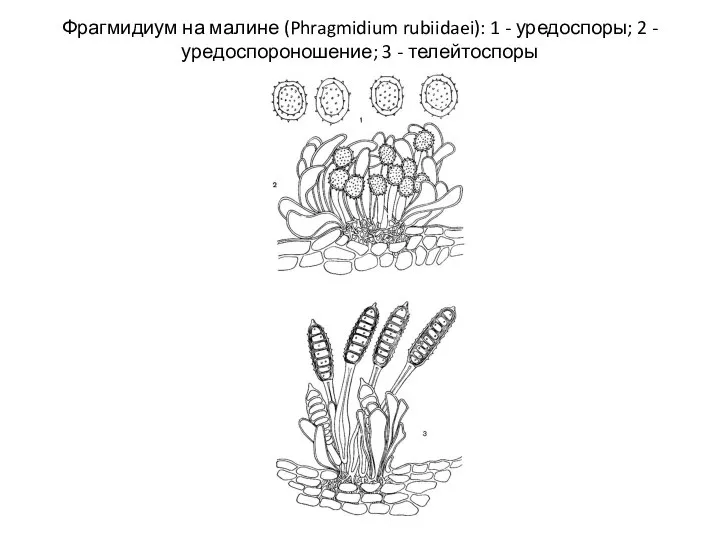 Фрагмидиум на малине (Phragmidium rubiidaei): 1 - уредоспоры; 2 - уредоспороношение; 3 - телейтоспоры