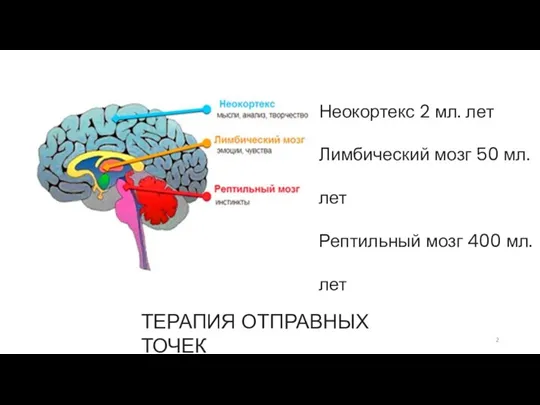Неокортекс 2 мл. лет Лимбический мозг 50 мл. лет Рептильный мозг 400