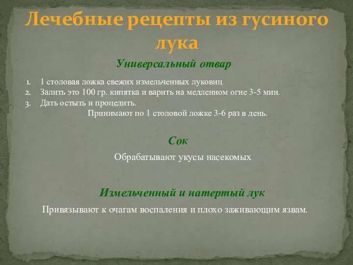 Лечебные рецепты из гусиного лука Универсальный отвар 1 столовая ложка свежих измельченных