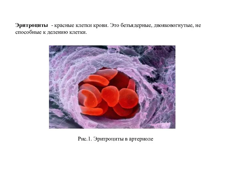 Эритроциты - красные клетки крови. Это безъядерные, двояковогнутые, не способные к делению
