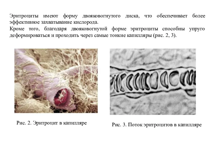 Эритроциты имеют форму двояковогнутого диска, что обеспечивает более эффективное захватывание кислорода. Кроме