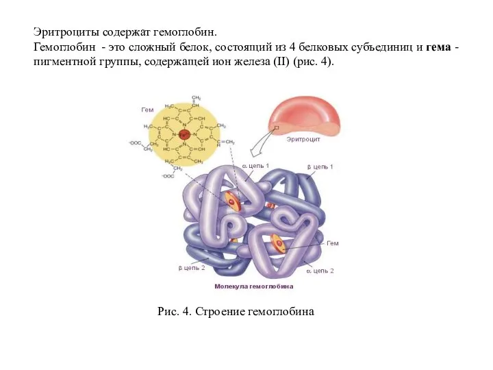 Эритроциты содержат гемоглобин. Гемоглобин - это сложный белок, состоящий из 4 белковых